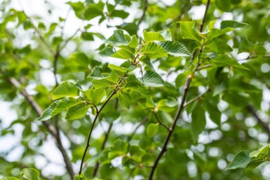 Ostrya carpinifolia hoogstam 10/12