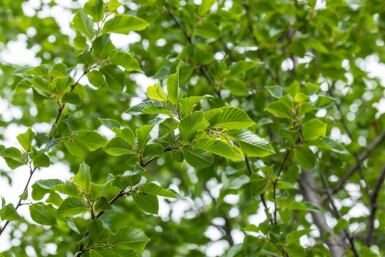 Ostrya carpinifolia hoogstam 10/12