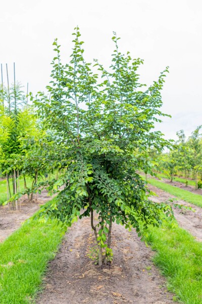 Ostrya carpinifolia meerstammig