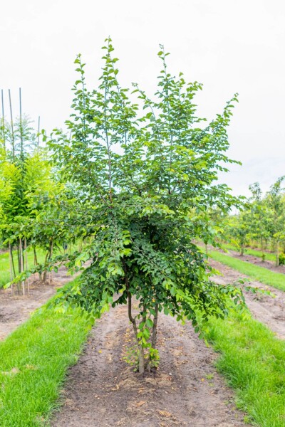 Ostrya carpinifolia Mehrstämmig Ostrya carpinifolia Mehrstämmig