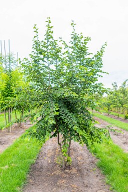 Ostrya carpinifolia mehrstämmig 200-250