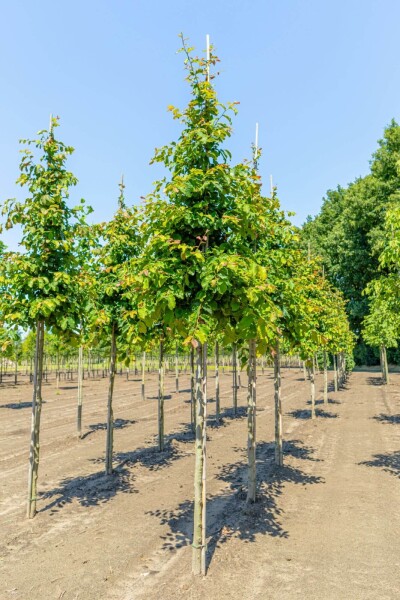 Parrotia persica