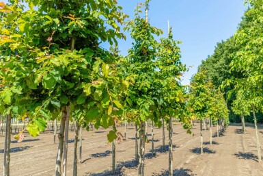 Parrotia persica hoogstam 10/12