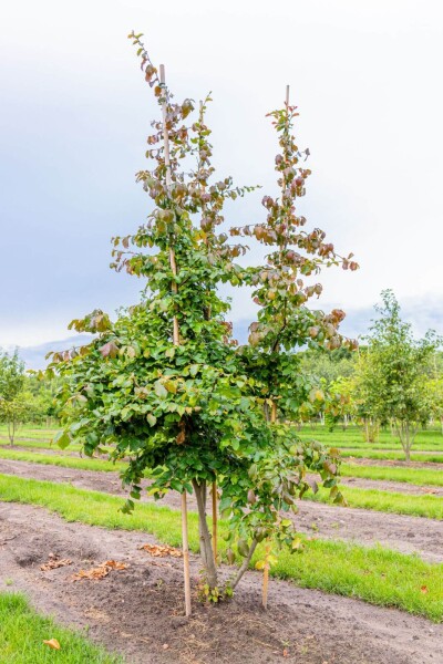 Parrotia persica mehrstämmig