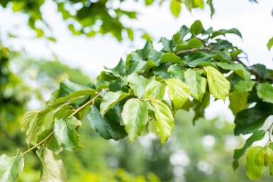 Parrotia persica mehrstämmig 200-250