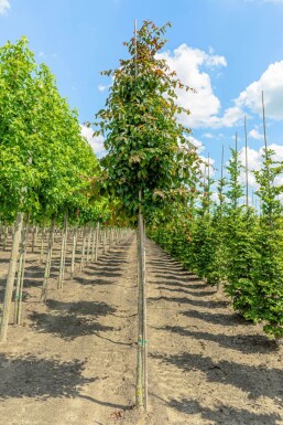 Parrotia persica 'Vanessa' hoogstam 6/8