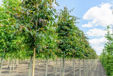 Parrotia persica 'Vanessa' hoogstam 6/8