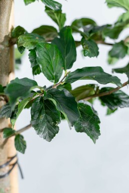 Parrotia persica 'Vanessa' hoogstam 6/8