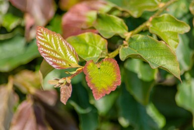 Parrotia persica 'Vanessa' hoogstam 6/8