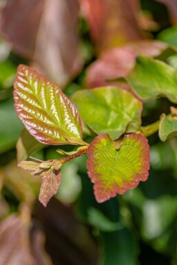 Parrotia persica 'Vanessa' hoogstam 6/8