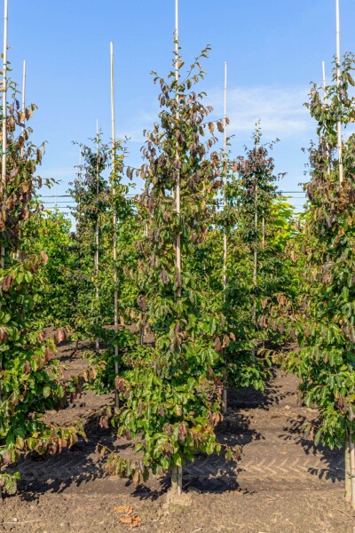 Parrotia persica 'Vanessa' beveerd