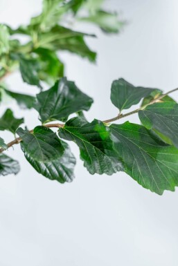 Parrotia persica 'Vanessa' beveerd Parrotia persica 'Vanessa' Stammbusch