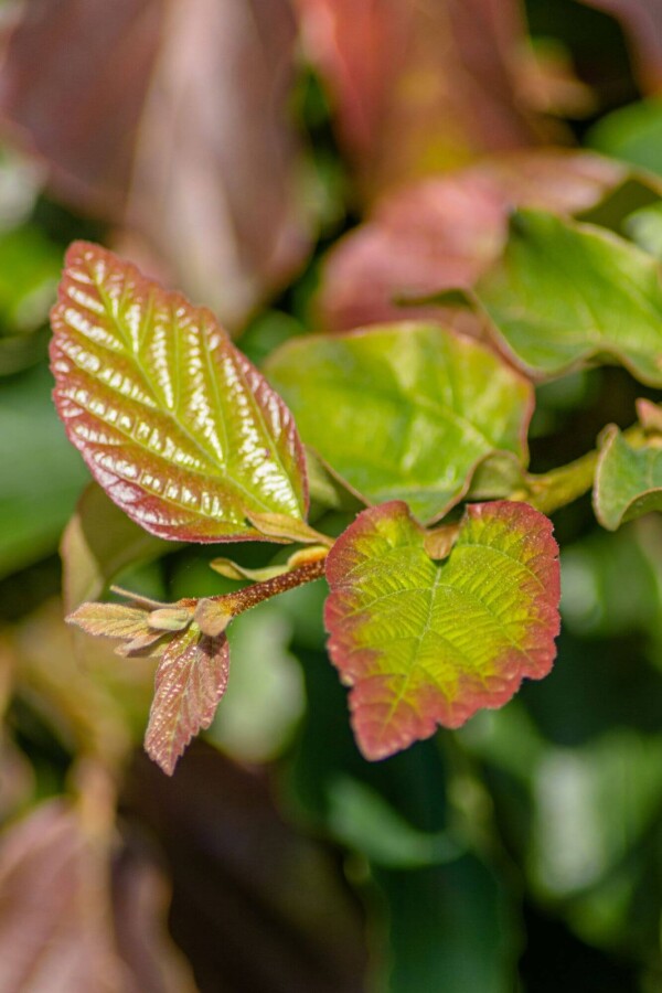 Parrotia persica 'Vanessa' beveerd Parrotia persica 'Vanessa' Stammbusch