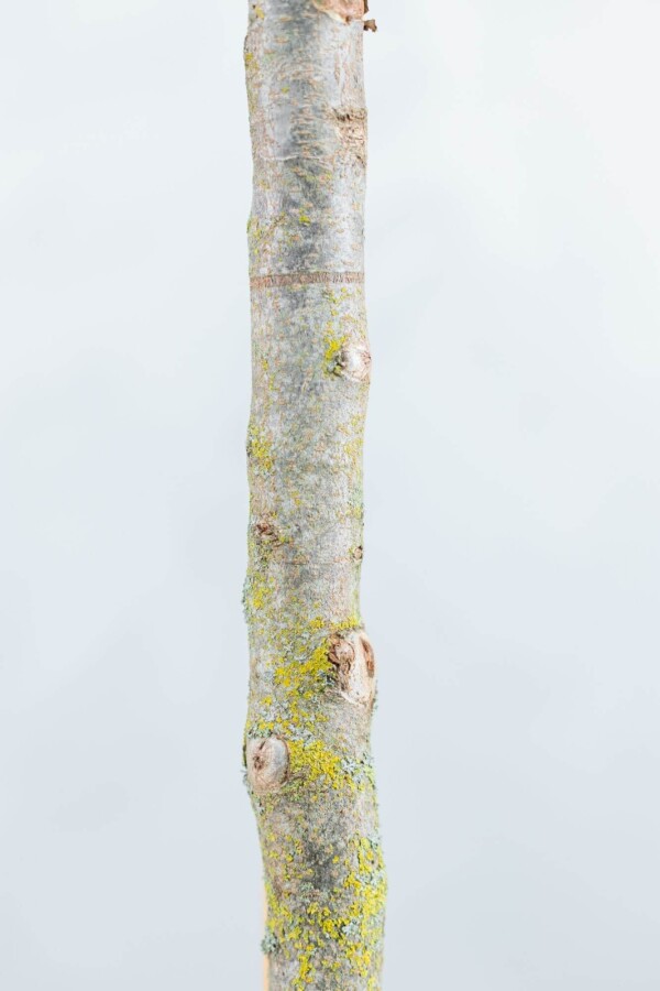 Parrotia persica 'Vanessa' beveerd Parrotia persica 'Vanessa' Stammbusch