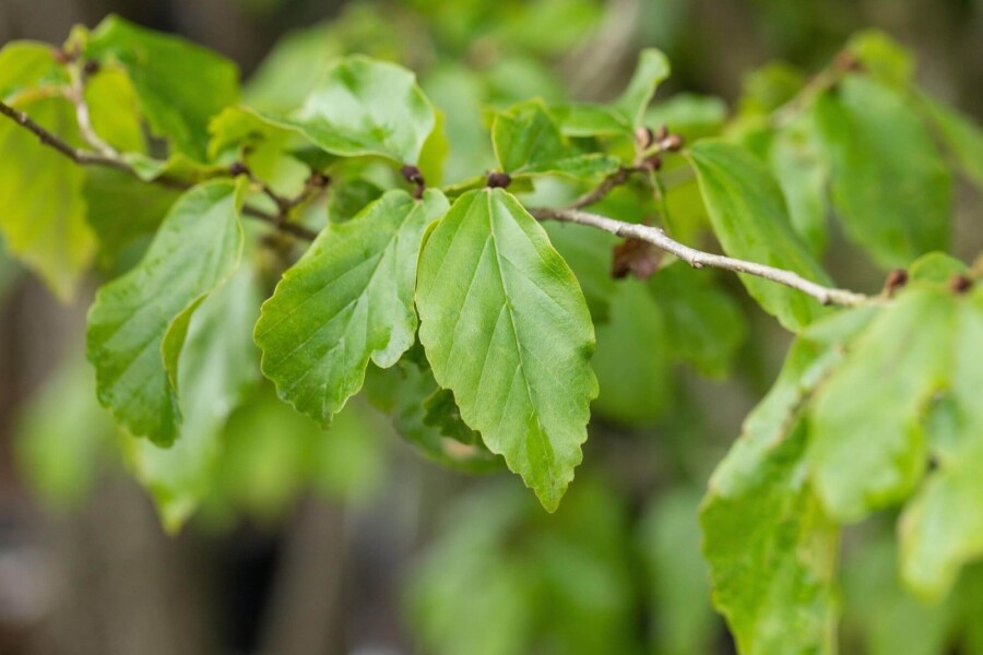 Parrotia persica 'Vanessa' beveerd Parrotia persica 'Vanessa' Stammbusch