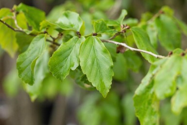 Parrotia persica 'Vanessa' beveerd Parrotia persica 'Vanessa' Stammbusch