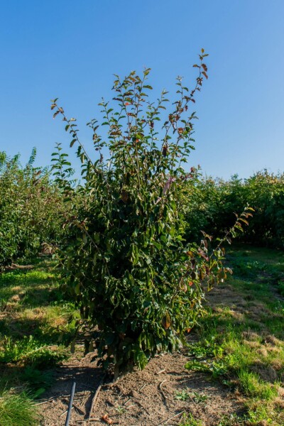 Parrotia persica 'Vanessa' mehrstämmig