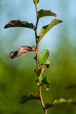 Parrotia persica 'Vanessa' mehrstämmig 200-250