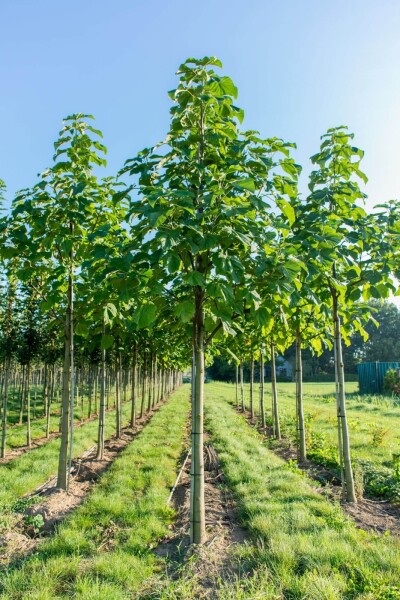 Paulownia fortunei 'FAST BLUE' Paulownia fortunei 'FAST BLUE'