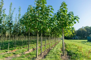 Paulownia fortunei 'FAST BLUE' hoogstam 14/16