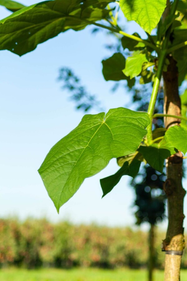 Paulownia fortunei FASTBLUE HO14/16 P/K Paulownia fortunei 'FAST BLUE' Hochstamm 14/16