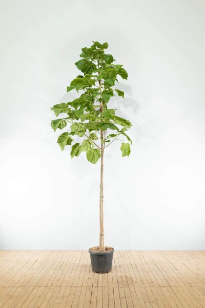 Paulownia tomentosa Hochstamm Paulownia tomentosa Hochstamm