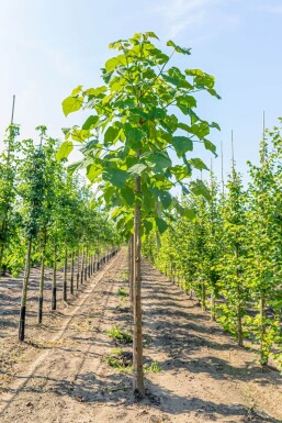 Paulownia tomentosa hoogstam 6/8