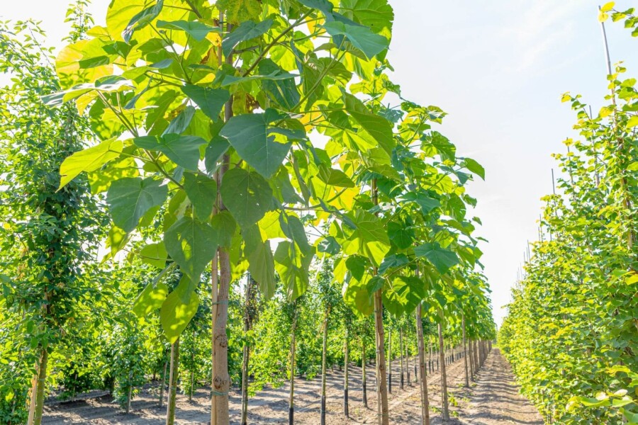 Paulownia tomentosa HO 4/6 P/K Paulownia tomentosa Hochstamm 4/6