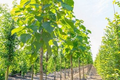 Paulownia tomentosa hoogstam 6/8