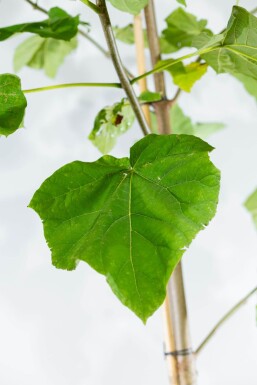 Paulownia tomentosa hoogstam 6/8