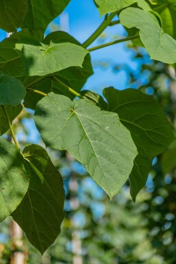 Paulownia tomentosa hoogstam 6/8