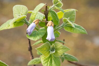 Paulownia tomentosa hoogstam 6/8