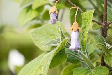 Paulownia tomentosa hoogstam 6/8