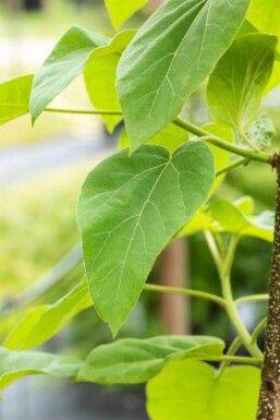 Paulownia tomentosa hoogstam 6/8