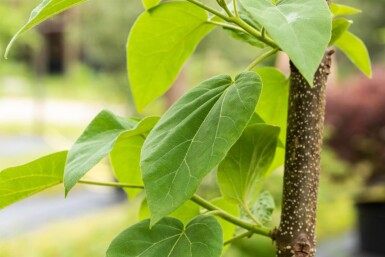 Paulownia tomentosa hoogstam 6/8