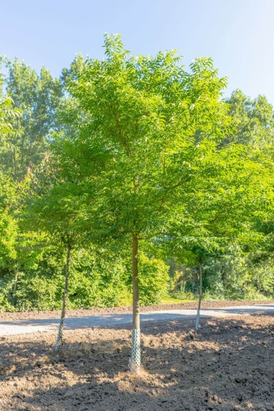 Phellodendron amurense Phellodendron amurense