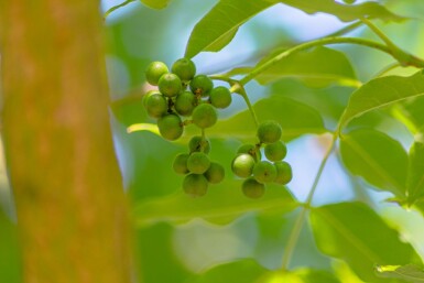 Phellodendron amurense