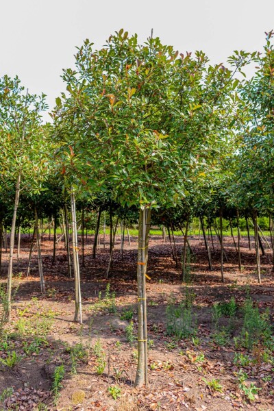 Photinia fraseri 'Red Robin' Hochstamm Photinia fraseri 'Red Robin' Hochstamm