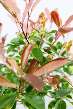 Photinia fraseri 'Red Robin' hochstamm 6/8 180cm Stamm