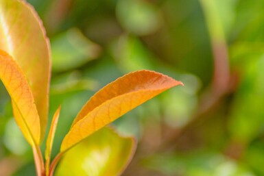 Photinia fraseri 'Red Robin' hochstamm 6/8 180cm Stamm