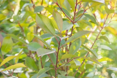 Photinia fraseri 'Red Robin' hochstamm 6/8 180cm Stamm