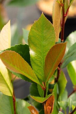 Photinia fraseri 'Red Robin' hochstamm 6/8 180cm Stamm