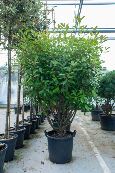 Photinia fraseri 'Red Robin' Mehrstämmig Photinia fraseri 'Red Robin' Mehrstämmig