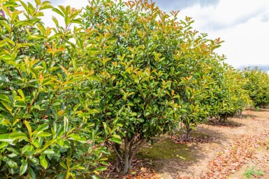 Photinia fraseri 'Red Robin' mehrstämmig 200-250