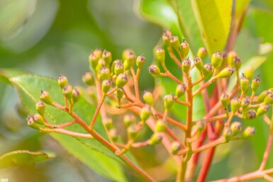 Photinia fraseri 'Red Robin' mehrstämmig 200-250