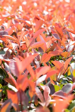 Photinia fraseri 'Red Robin' spalierbaum 10/12 190cm Stamm 150b x 120h