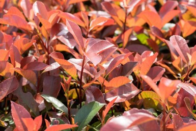 Photinia fraseri 'Red Robin' spalierbaum 10/12 190cm Stamm 150b x 120h