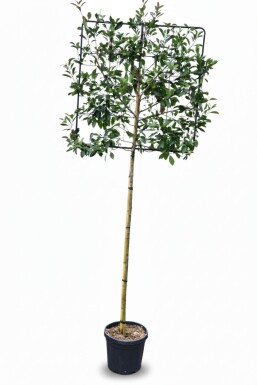 Photinia fraseri 'Red Robin' Spalierbaum 10/12 150cm Stamm 150b x 120h