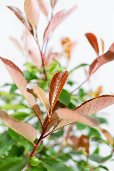 Photinia fraseri 'Red Robin' halfstam