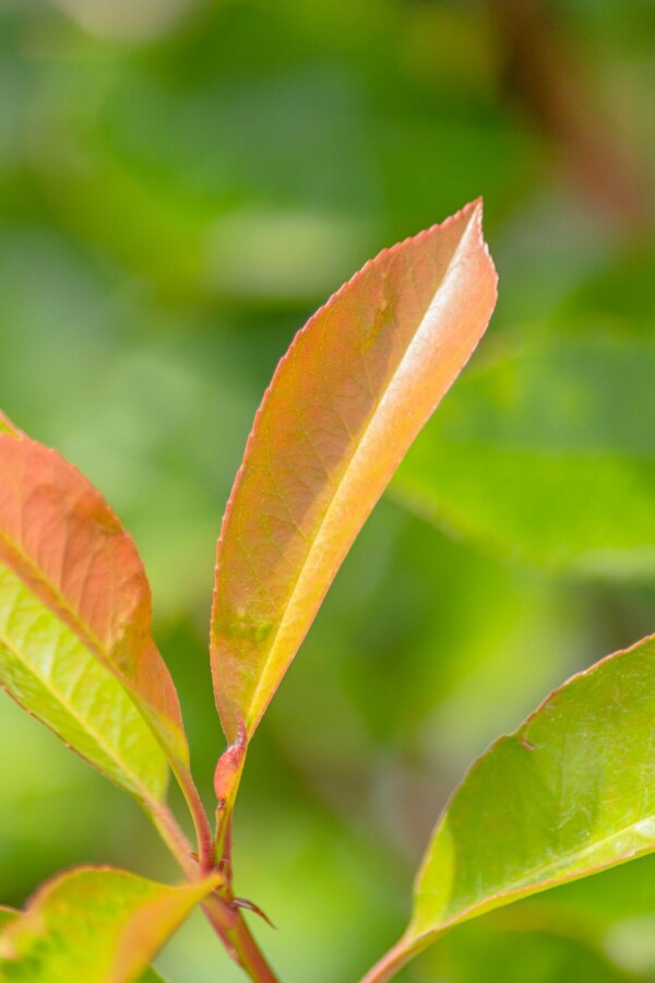 Photin Red Rob HA 120 P/K Photinia fraseri 'Red Robin' Halbstamm 120cm Stamm